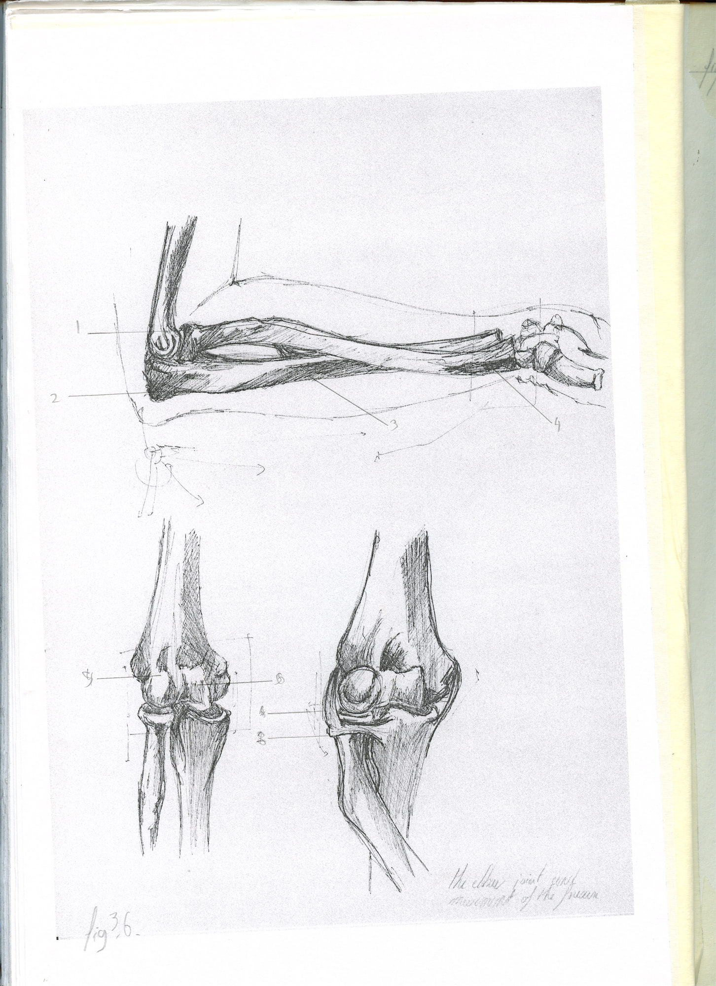 Opt_Anatomy-book-2-00033